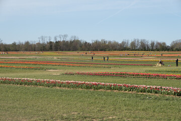 Planting tulips of various colors in a field on a sunny day