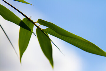 bamboo leaves on a blue sky