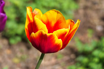 Rot-gelbe Tulpe im Frühling