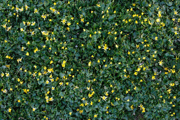 Ficaria verna. First spring flowers in park. Yellow small flowers grow in a continuous carpet. Natural organic vegetable green yellow background.