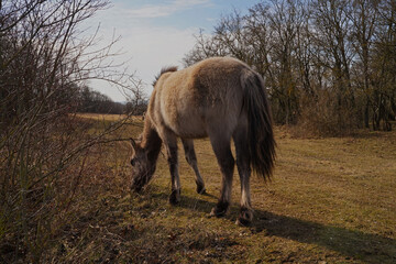 Konik wild horses in March in Saxony Anhalt