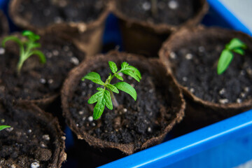 young sprout of tomato close-up in a peat pot
