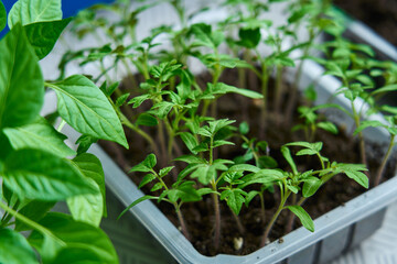 young seedlings in a plastic container. green young sprouts of the gardener's tomato and peppers