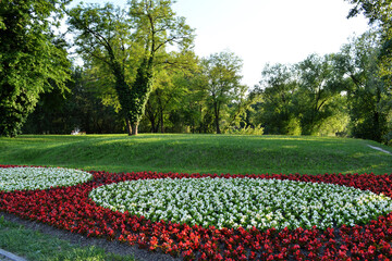 Plakat Red and white begonia flowers in Bundek park, Zagreb, Croatia