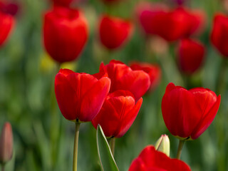 Fototapeta premium Springtime flowers