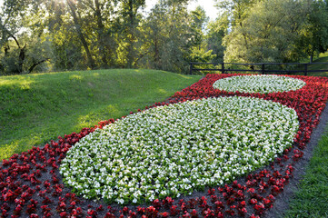 Begonia flowers in Bundek park, Zagreb, Croatia