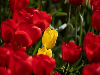 Fototapeta premium Springtime flowers