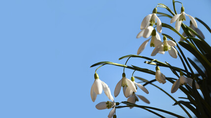 Snowdrops against clear blue sky. Floral spring background with copy space