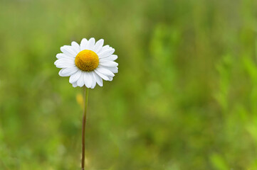 Daisy flower in the field
