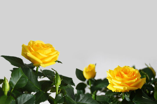 Mothers Day floral background with bunch of yellow roses and copy space
