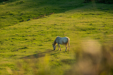 Fototapeta premium Horse eating in an open field at sunset