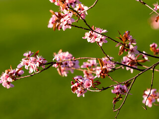 Fototapeta na wymiar Beautiful wild cherry flowers