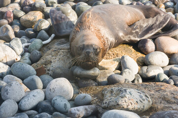 Skinny dying South American sea lion (Otaria flavescens) get out on rocks coast in Lima due to El Nino