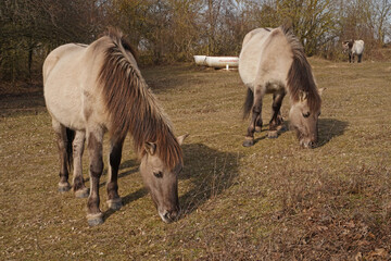 Konik wild horses in March in Saxony Anhalt