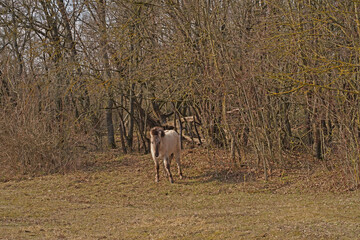 Konik wild horses in March in Saxony Anhalt