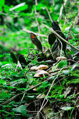 frog on the grass