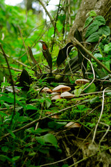 yellow billed hornbill