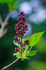 Stadtpark, Hannover.