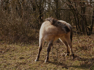 Konik wild horses in March in Saxony Anhalt