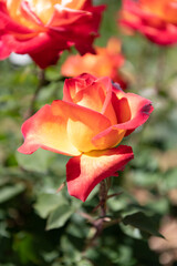 orange color rose flower blooming in summer