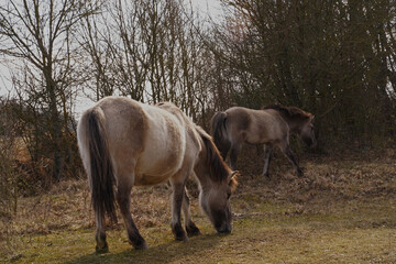 Konik wild horses in March in Saxony Anhalt