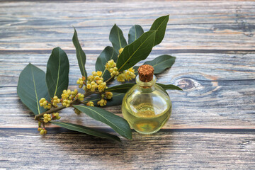 Glass bottle of essential bay laurel oil with daphne leaves on wooden rustic background. Healthy...