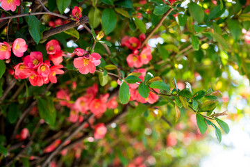 red flowers of blooming sakura tree in spring. copy space