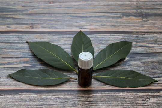 Glass bottle of essential bay laurel oil with daphne leaves on wooden rustic background. Healthy lifestyle spa, therapy concept