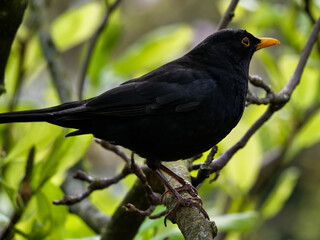 A black bird stands on the branch