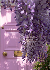 Wisteria in full bloom growing outside a white painted house with pink door in Kensington, London. Photographed on a sunny spring day.