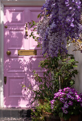 Wisteria in full bloom growing outside a house with pink door in Kensington, London. Photographed on a sunny spring day.