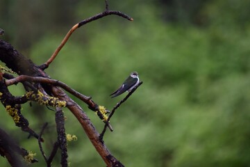 Tree swallow on branch