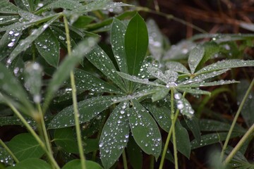 After rain