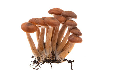 honey mushrooms isolated