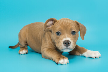 Small American bully puppy