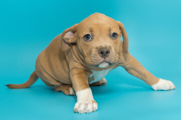 Small American bully puppy