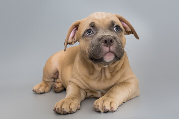 Small American bully puppy