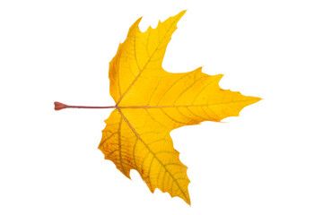 autumn maple leaves isolated