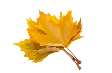 autumn maple leaves isolated