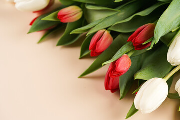 A bunch of red and white tulips on a beige colored background, copy space for text