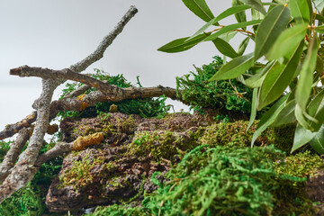 Empty tree bark part and moss with selective focus background  Mockup display for organic cosmetic...