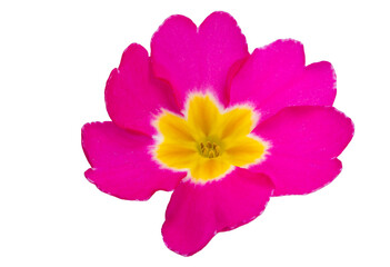 primrose flower isolated