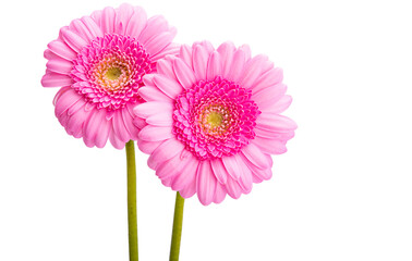 gerbera flowers isolated