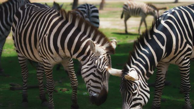 Herd of zebras grazing on green pasture on a sunny day. Slow motion. 