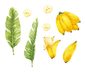 Clipart with bananas watercolor