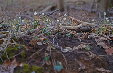 Marching daisy in a forest in Saxony Anhalt