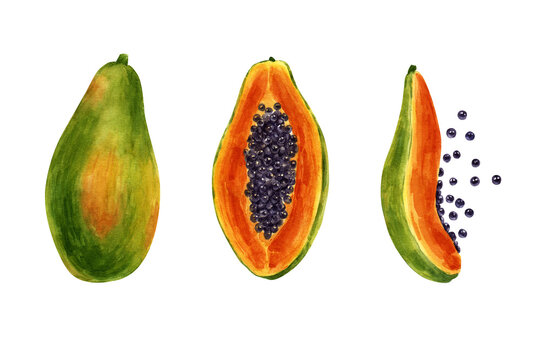 Illustration with papaya watercolor