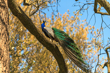 peacock on a tree