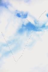 Birds Flying in V-Formation. Flock of migratory birds flying in the blue sky