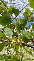 figs on a tree